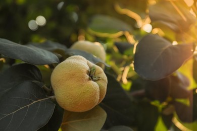 Photo of Closeup view of quince tree with ripening fruit outdoors