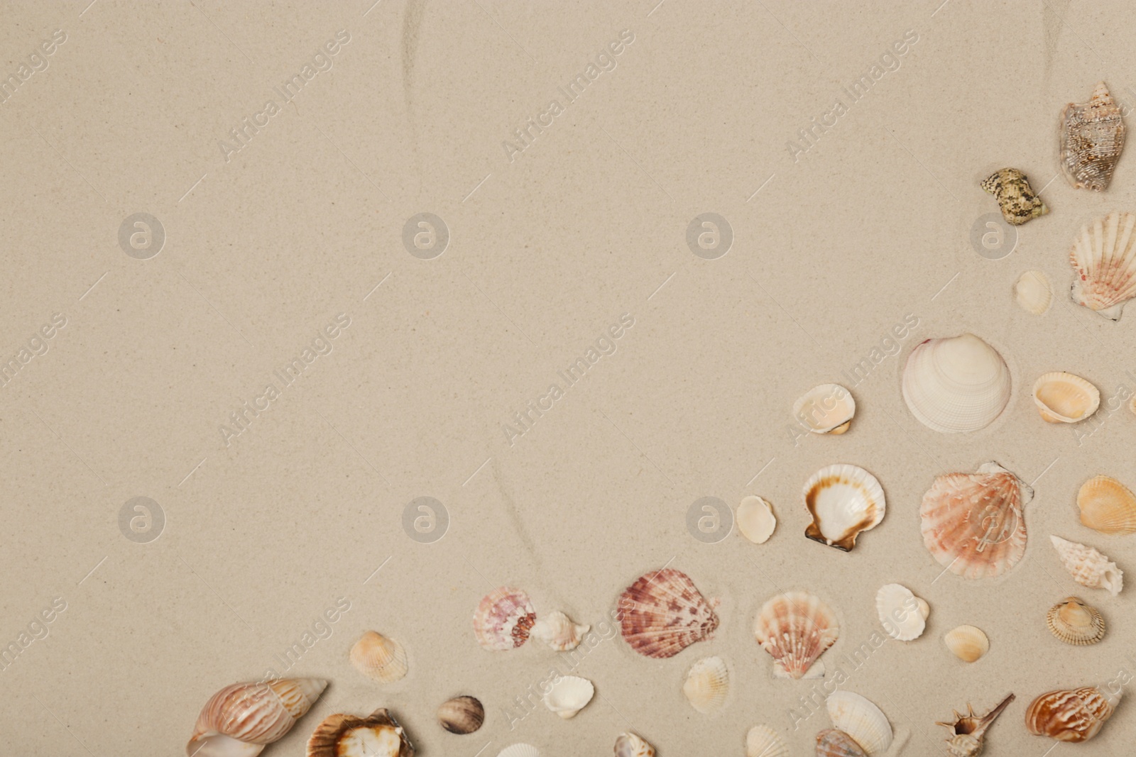 Photo of Seashells on beach sand, top view with space for text