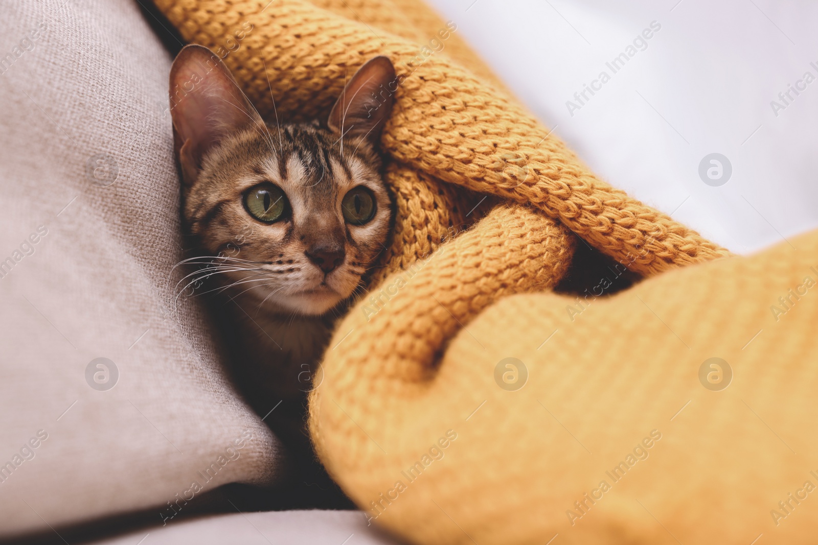 Photo of Cute Bengal cat lying on sofa at home, closeup. Adorable pet