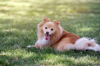 Cute dog lying on green grass in park