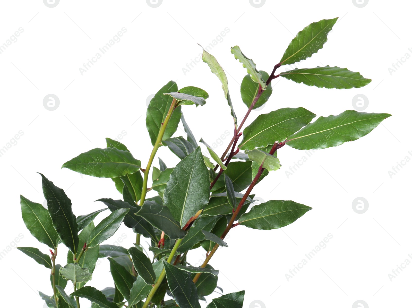 Photo of Branches with bay leaves isolated on white