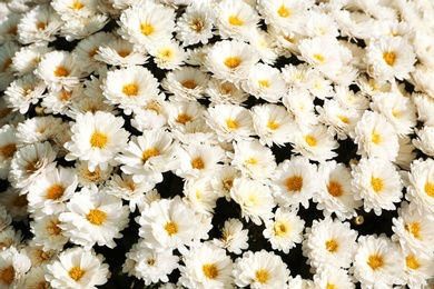 Beautiful fresh bouquet of colorful chrysanthemum flowers