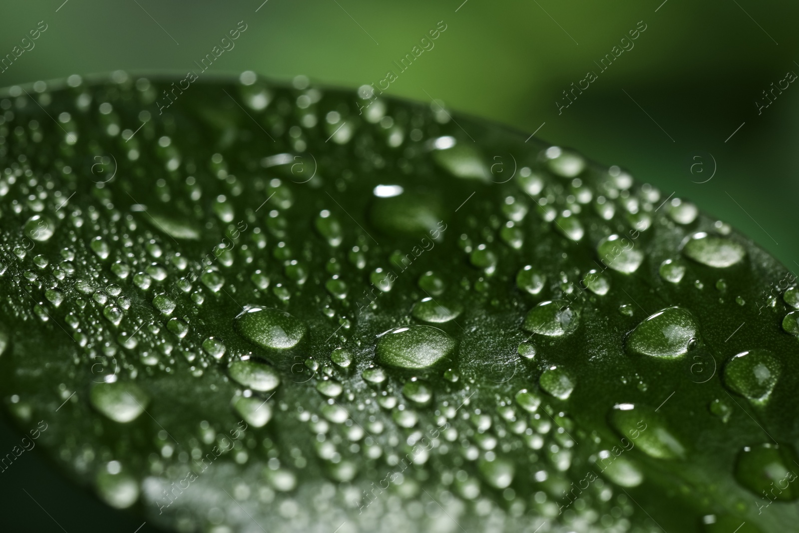 Photo of Closeup view of beautiful green leaf with dew drops