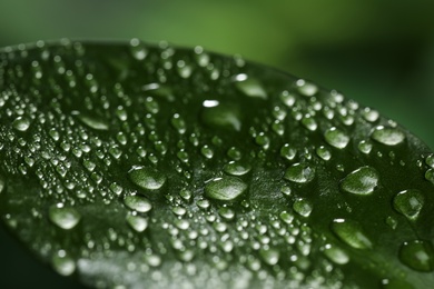 Photo of Closeup view of beautiful green leaf with dew drops