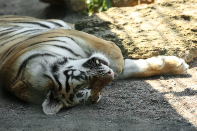 Photo of Amur tiger sleeping at enclosure in zoo