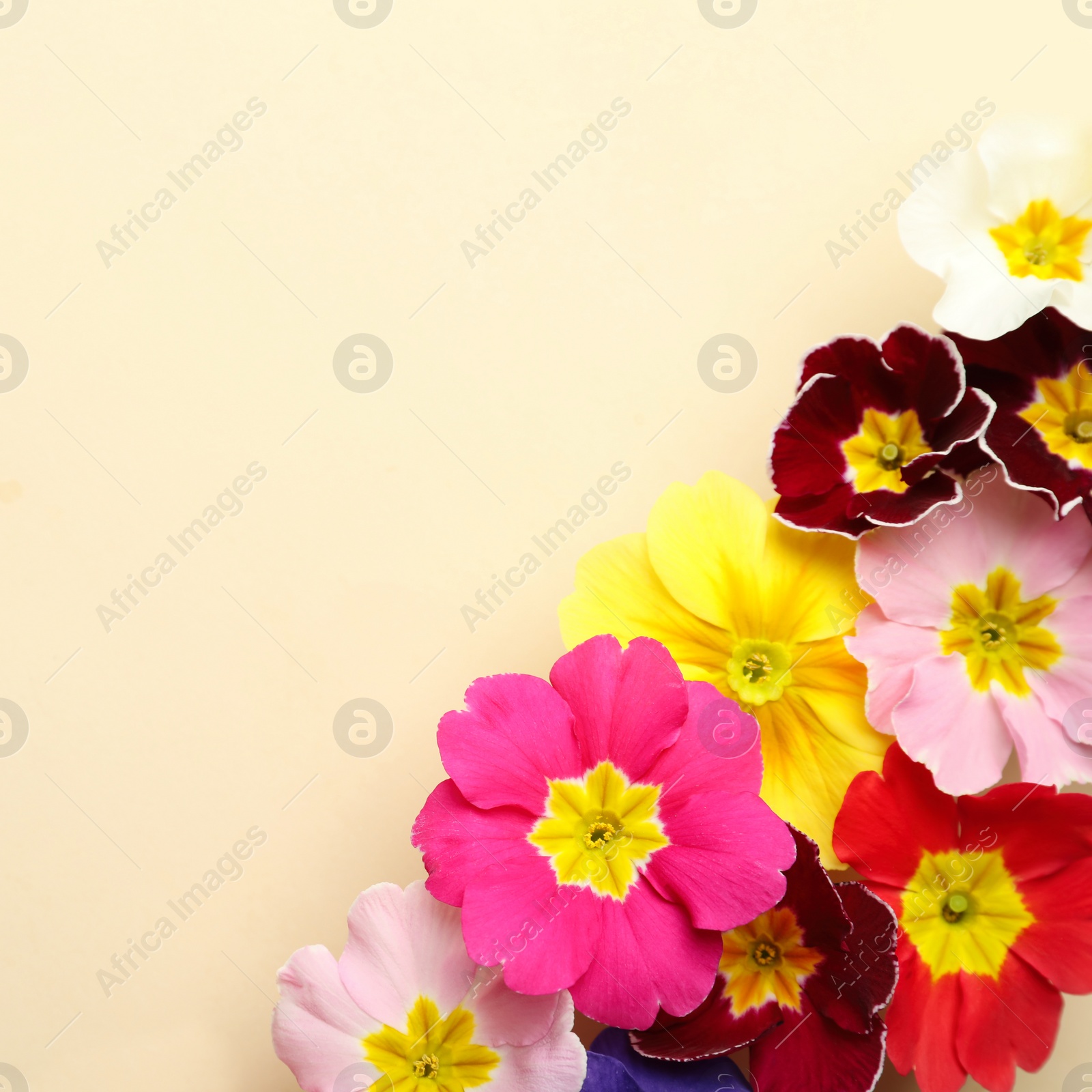 Photo of Primrose Primula Vulgaris flowers on beige background, flat lay with space for text. Spring season