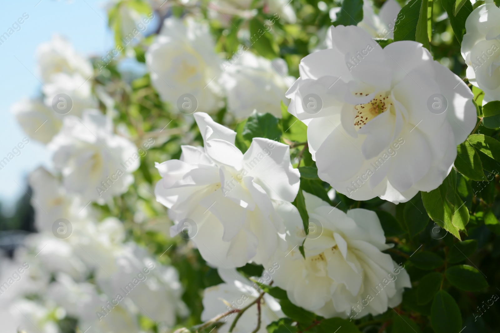 Photo of Beautiful blooming rose bush outdoors, closeup view