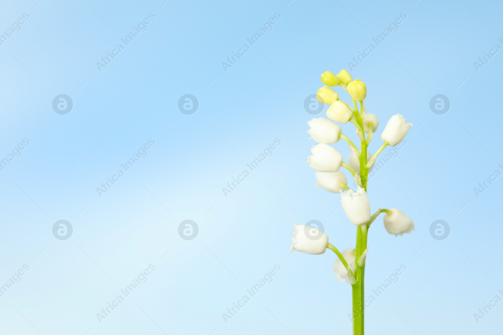 Photo of Beautiful lily of the valley against blue sky, closeup. Space for text