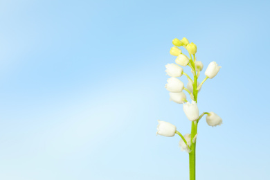 Beautiful lily of the valley against blue sky, closeup. Space for text