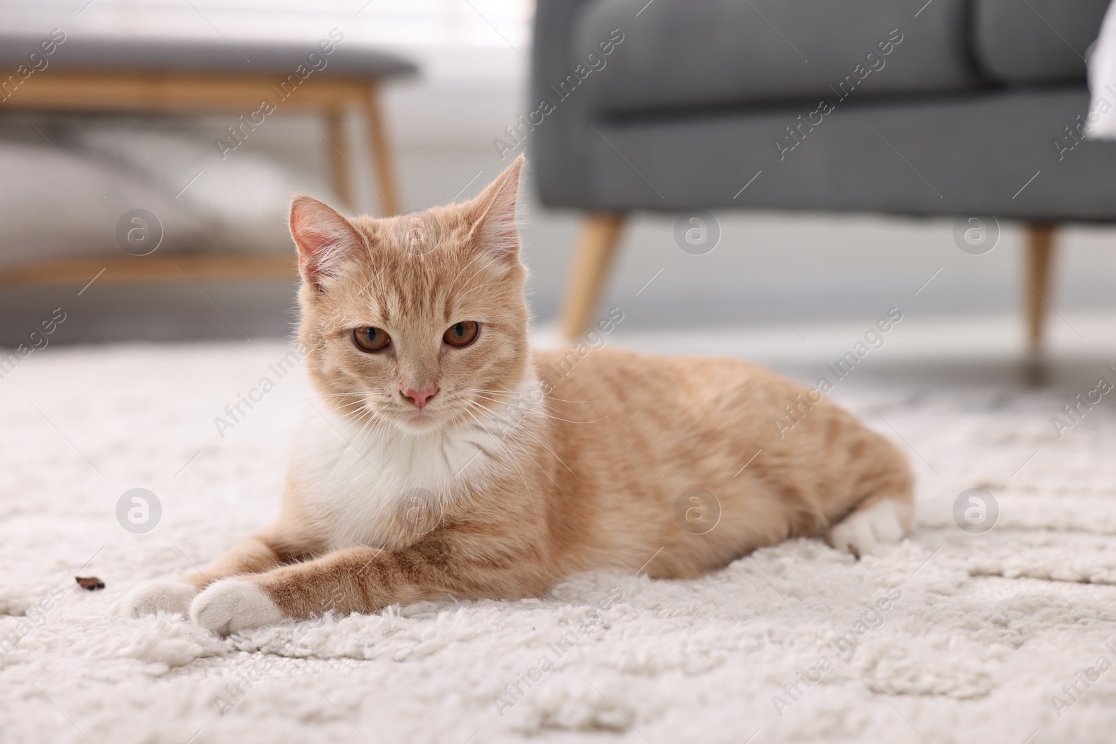 Photo of Cute ginger cat lying on floor at home