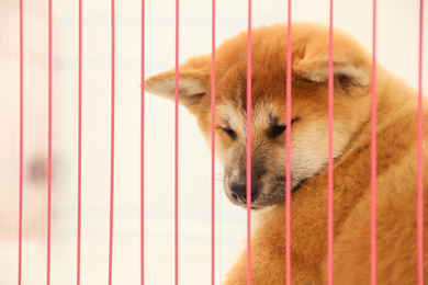 Cute Akita Inu puppy in cage on light background. Baby animal