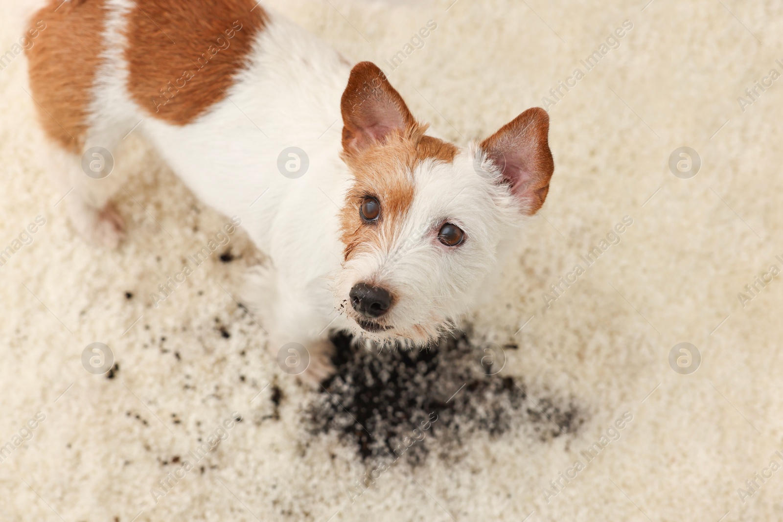 Photo of Cute dog near mud stain on rug indoors, above view