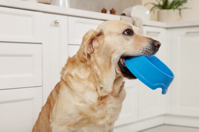 Photo of Cute hungry Labrador Retriever carrying feeding bowl in his mouth at home