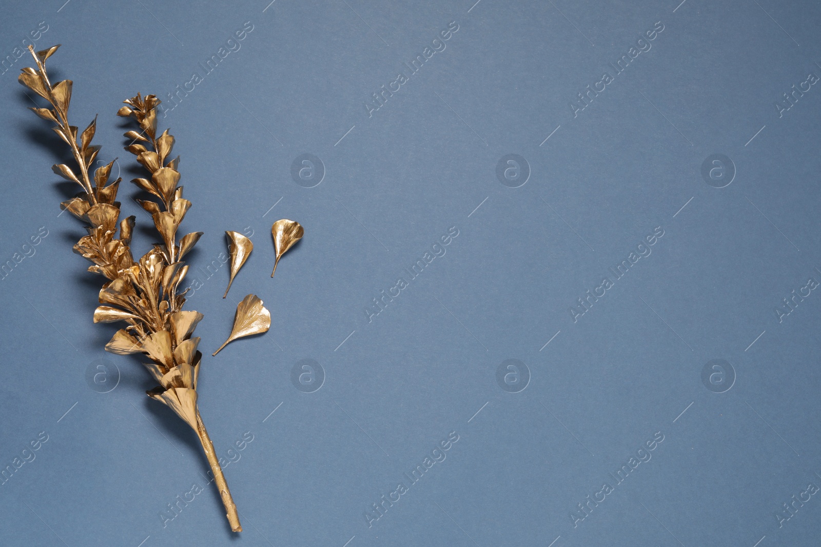 Photo of Golden dried flower on blue background, flat lay. Space for text