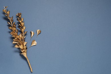 Photo of Golden dried flower on blue background, flat lay. Space for text