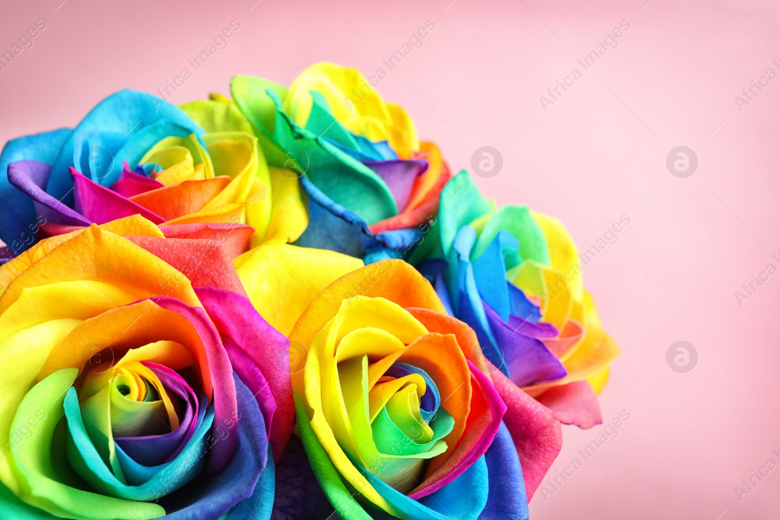 Photo of Amazing rainbow rose flowers on color background