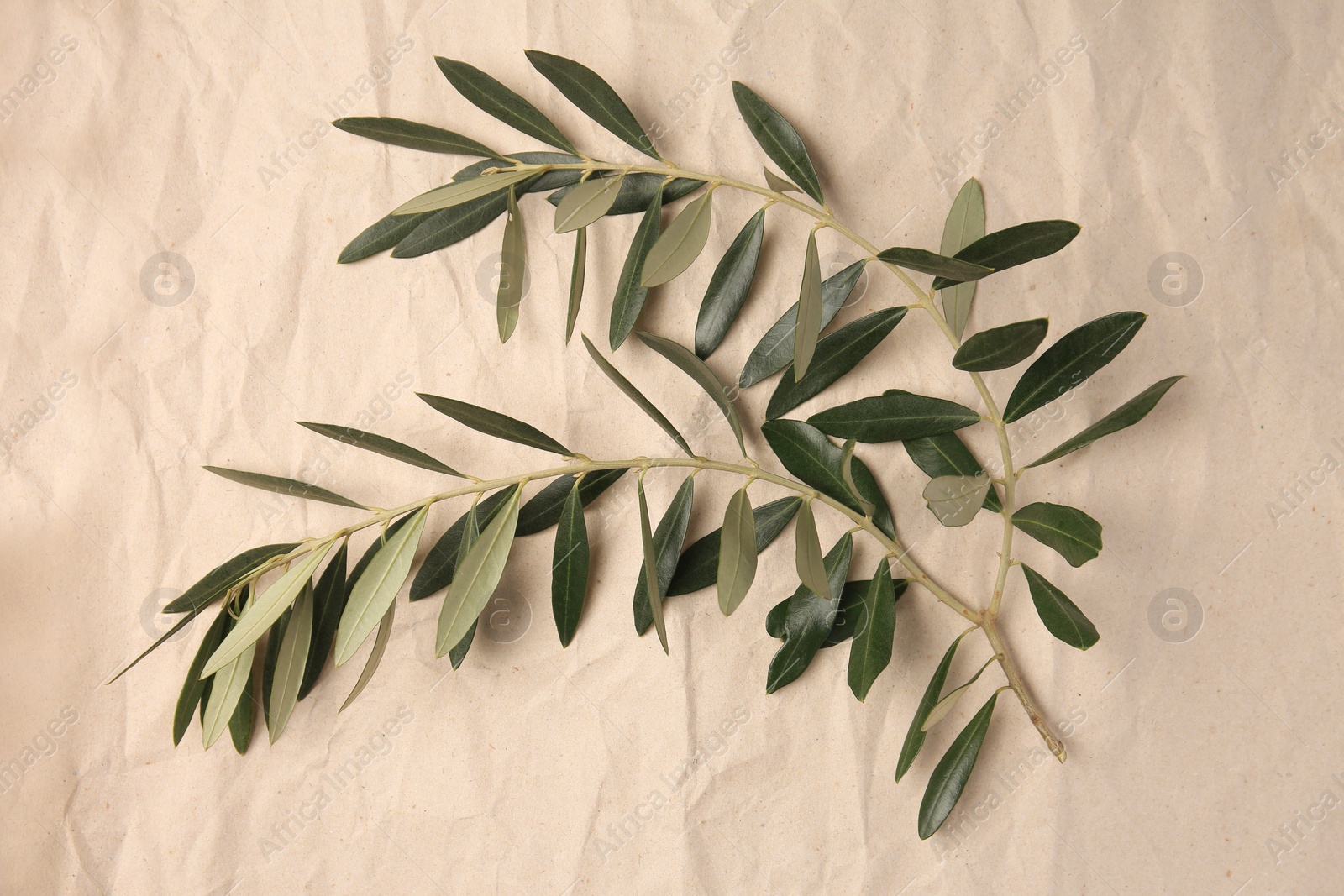 Photo of Twigs with fresh green olive leaves on parchment paper, top view