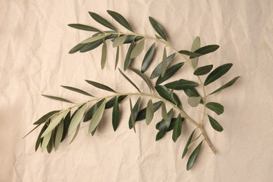 Photo of Twigs with fresh green olive leaves on parchment paper, top view