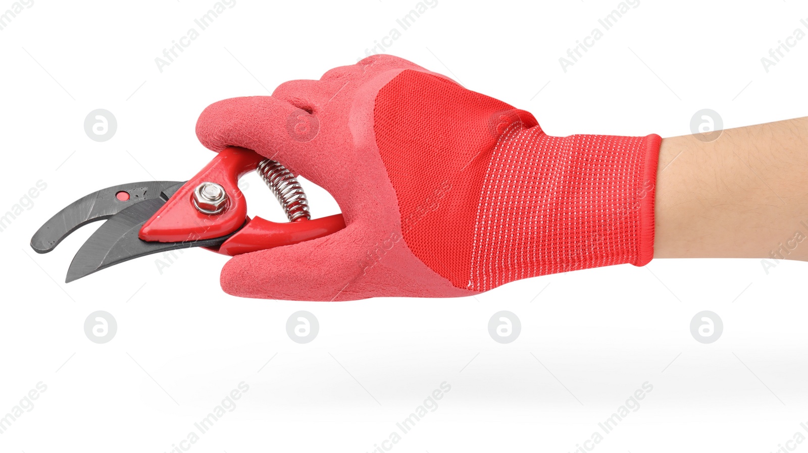 Photo of Woman in gardening glove holding secateurs on white background, closeup