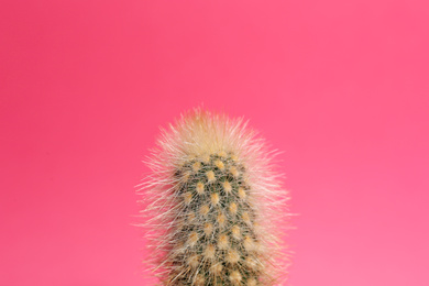 Beautiful tropical cactus plant on pink background