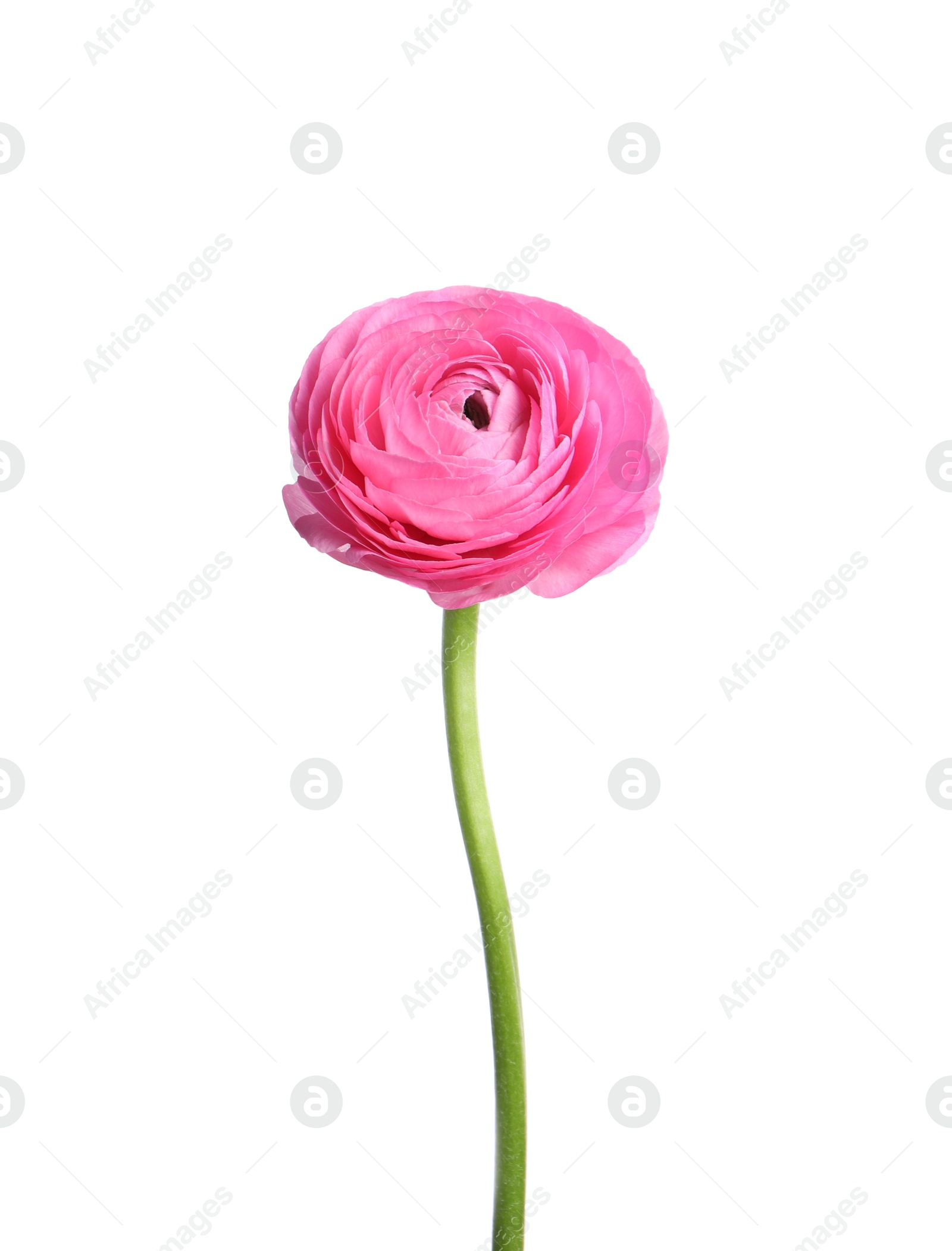 Photo of Beautiful fresh ranunculus flower isolated on white