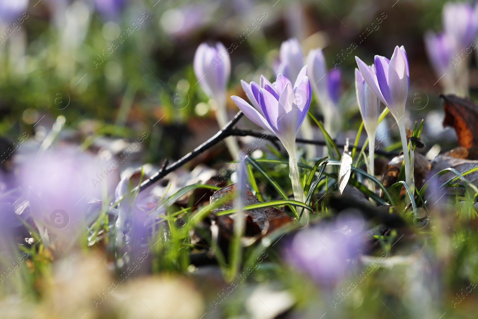 Photo of Beautiful crocus flowers growing outdoors, closeup view