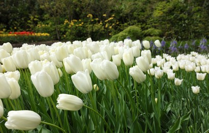 Photo of Many beautiful white tulip flowers growing in park. Spring season
