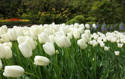 Many beautiful white tulip flowers growing in park. Spring season