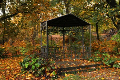 Photo of Black metal gazebo and yellowed trees in park