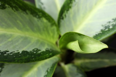 Aglaonema with beautiful leaves as background, closeup. Tropical plant