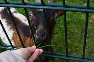 Photo of Woman feeding cute goat with fresh green grass, closeup
