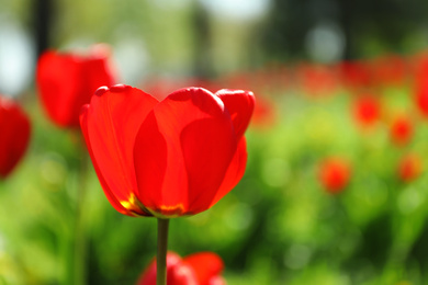 Photo of Blossoming tulips outdoors on sunny spring day