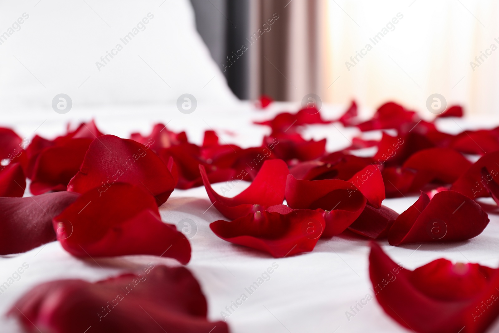 Photo of Honeymoon. Beautiful rose petals on bed, closeup