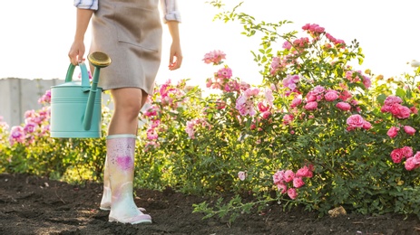 Woman with watering can near rose bushes outdoors, closeup. Gardening tool