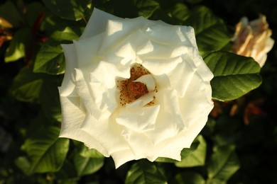 Photo of Beautiful blooming white rose on bush outdoors, top view