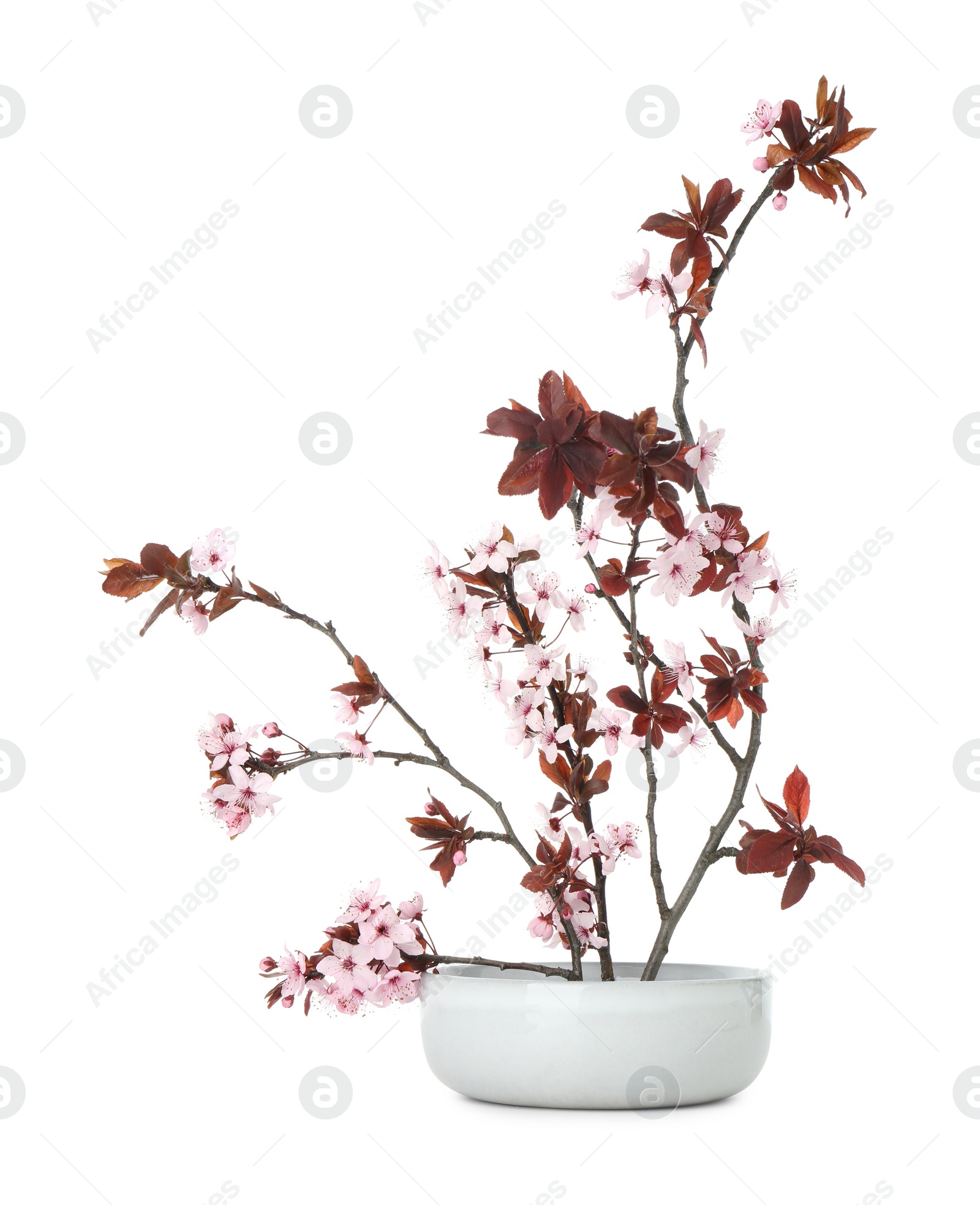 Photo of Spring season. Composition with beautiful blossoming tree branches isolated on white