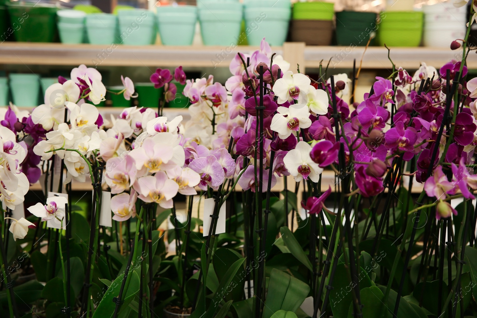 Photo of Assortment of beautiful orchid flowers at floral shop