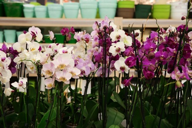 Assortment of beautiful orchid flowers at floral shop