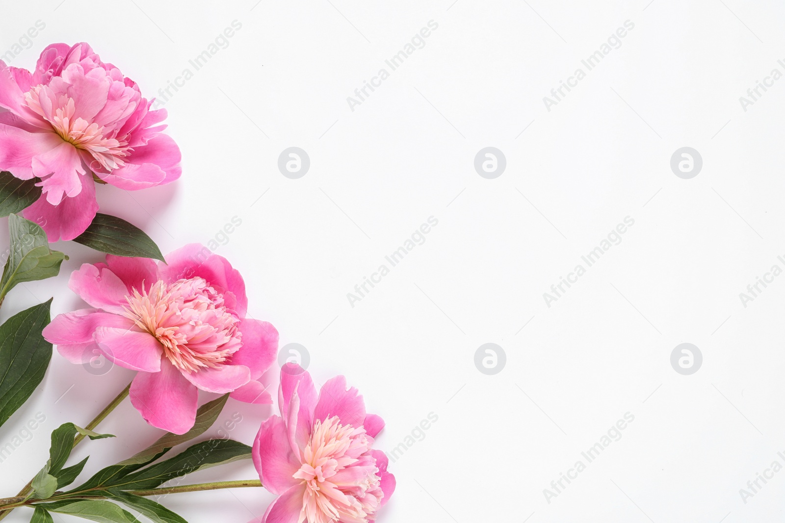 Photo of Beautiful peony flowers on white background, top view