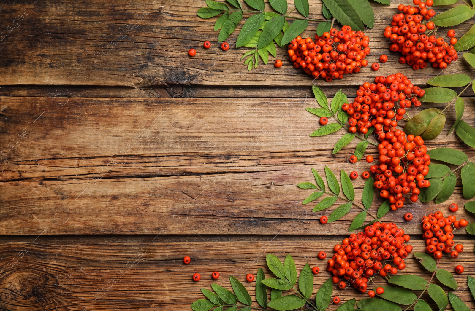 Photo of Fresh ripe rowan berries and green leaves on wooden table, flat lay. Space for text