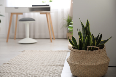 Photo of Beautiful green plant on floor in room. Home decoration