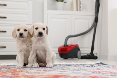 Photo of Cute little puppies on carpet at home. Space for text