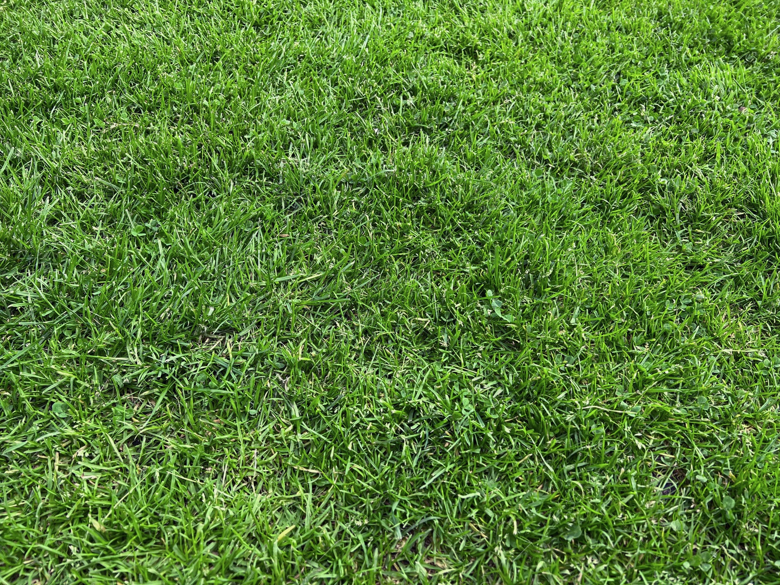 Photo of Beautiful lawn with green grass outdoors on sunny day