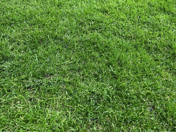 Beautiful lawn with green grass outdoors on sunny day