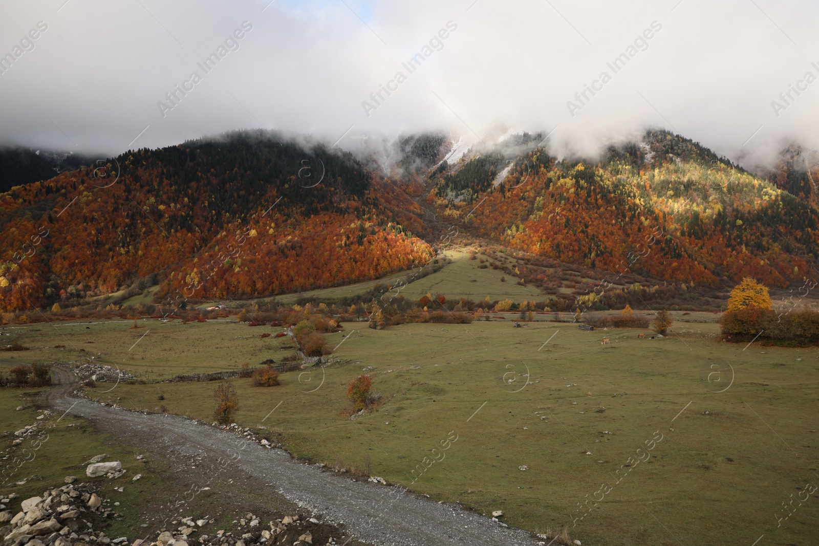 Photo of Picturesque view of high mountains with forest covered by thick mist and meadow on autumn day