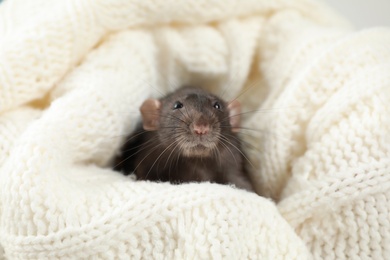 Photo of Cute small rat wrapped in soft knitted blanket