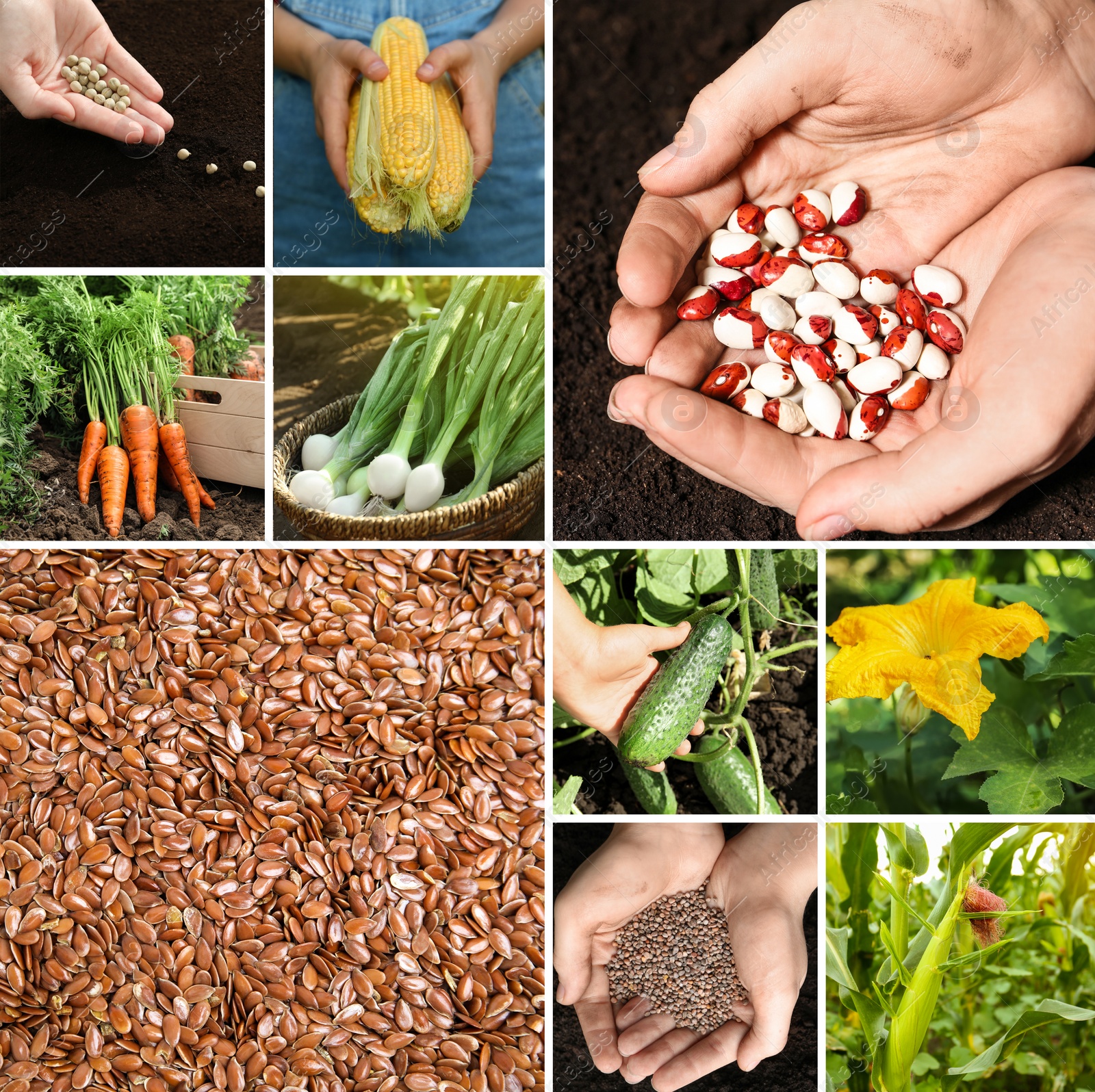 Image of Collage with different photos of vegetables, legumes and seeds. Vegan lifestyle