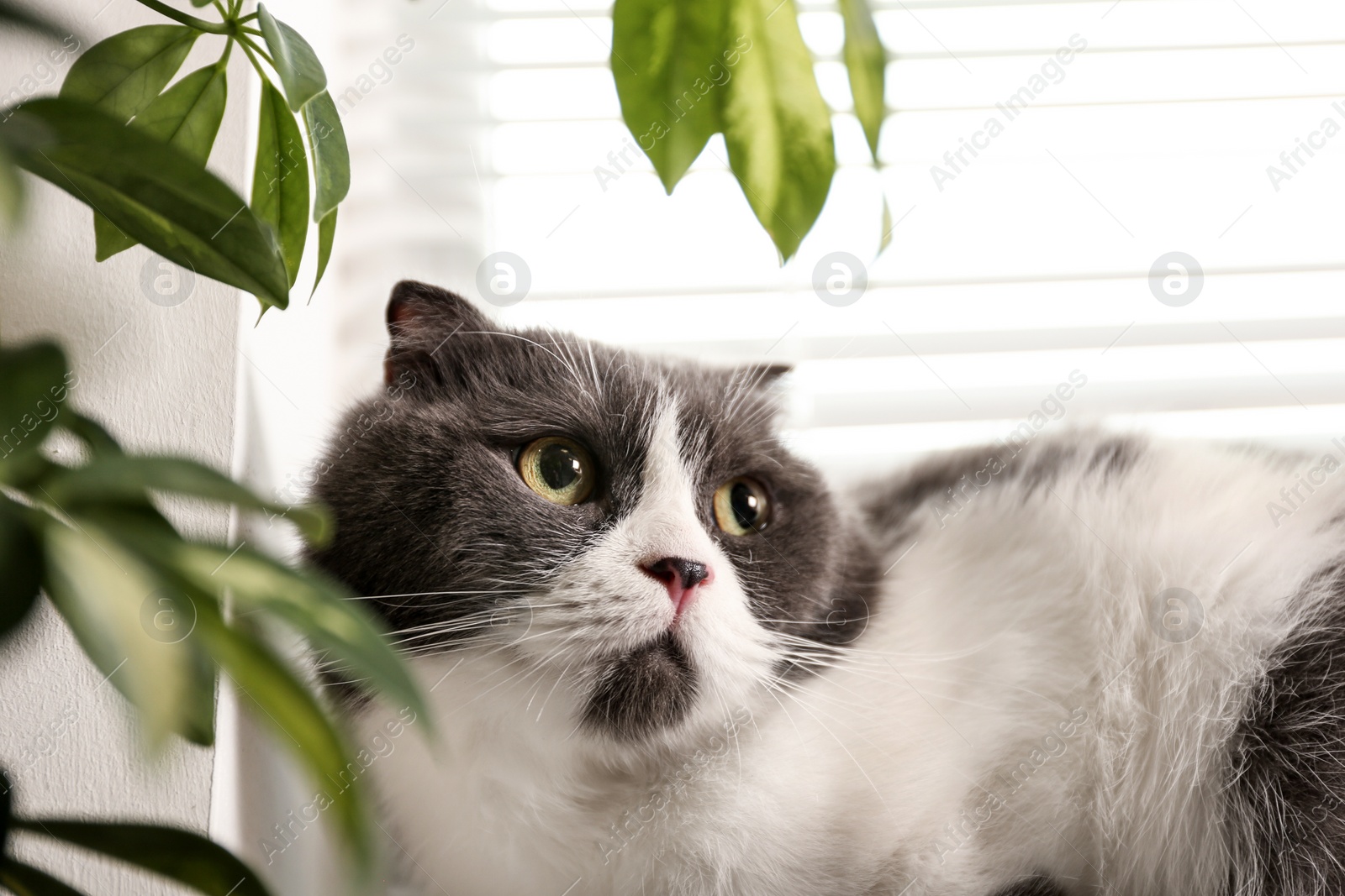 Photo of Cute fluffy cat near window blinds, closeup