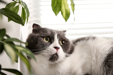 Cute fluffy cat near window blinds, closeup