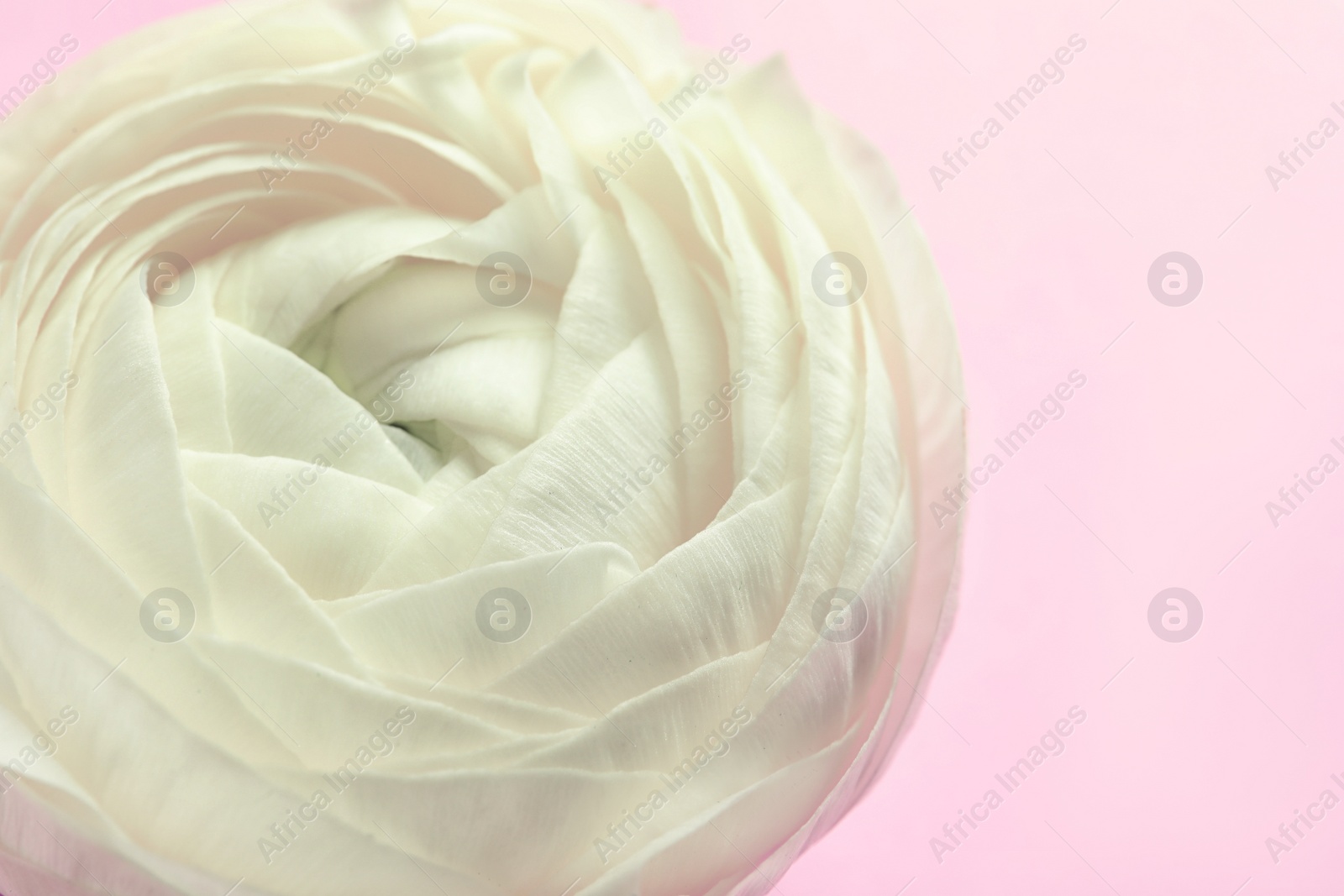 Photo of Beautiful ranunculus flower on color background, closeup